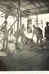 Weighing rubber at Greenville (Sino), Liberian rubber corporation