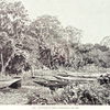 Mangrove and pandanus swamp
