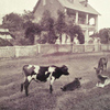 The turfy streets and cattle of Monrovia