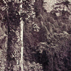 Forest on the landward edge of the Mesurado peninsula.