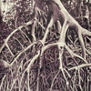 Mangrove trees on the borders of the Mesurado lagoon