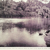 The Gba or Bwe river flowing into the Cavalla from the west (note palms on banks and muscovy ducks)