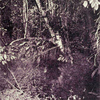 A pool in the forest