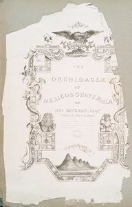 The Orchidaceæ of Mexico & Guatemala