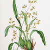 Oncidium leucochilum. [White-lipped oncidium]