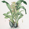 Catasetum maculatum. [Spotted catasetum]