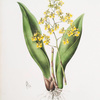 Onicidium cavendishianum.[The Duke of Devonshire's oncidium]