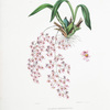 Oncidium ornithoryncum. [Beaked oncidium]