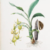 Cycnoches ventricosum. [Ventricose-lipped cycnoches]