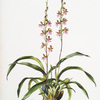 Cyrtochilum bictoniense. [The Bicton cyrtochilum]