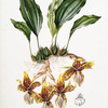 Stanhopea tigrina. [Tiger-like stanhopea]
