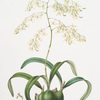 Epidendrum aromaticum.