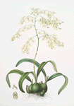 Epidendrum aromaticum.