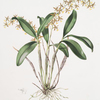 Epidendrum stamfordia.