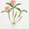 Epidendrum aurantiacum. [Orange epidendrum]