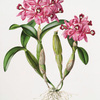 Cattleya skinneri.