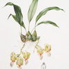 Stanhopea saccata. [Pouch-lipped stanhopea]