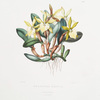 Brasavola glauca. [Glaucous-stemmed brasavola]
