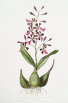 Epidendrum macrochilum. var. Roseum. [Broad-lipped epidendrum]