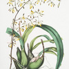 Epidendrum alatum. [Winged epidendrum]