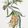 Galeandra baueri.