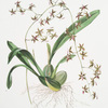 Odontoglossum hastatum. [Halbert-lipped odontoglossum]
