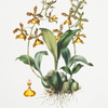 Oncidium insleayi.