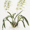 Brassia verrucosa. [Warty-lipped brassia]