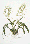 Brassia verrucosa. [Warty-lipped brassia]