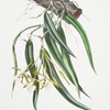 Epidendrum aloifolium.
