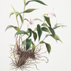 Sobralia decora. [Pretty sobralia]