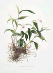 Sobralia decora. [Pretty sobralia]