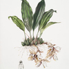 Stanhopea martiana.