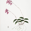 Barkeriya lindleyana.