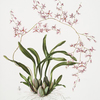 Oncidium incurvum.