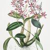 Schomburgkia tibicinis. [Trumpeter's schomburgkia]