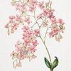 Epidendrum erubescens. [Blushing epidendrum]