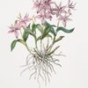 Barkeria spectabilis. [Shewy barkeria]