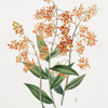 Epidendrum polyanthum. [Many-flowered epidendrum]