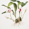 Maxilaria skinneri.