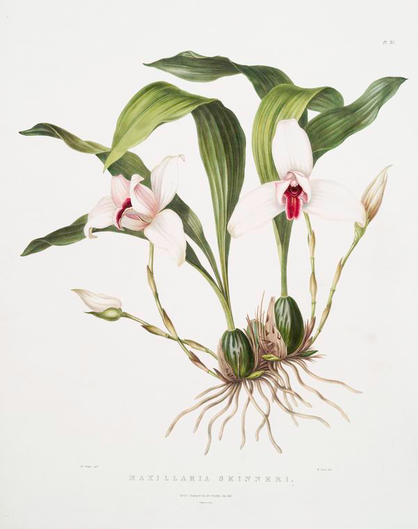 Maxilaria skinneri. - NYPL Digital Collections