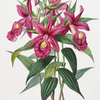 Sobralia macrantha. [Large-flowered sobralia]