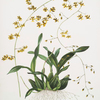 Oncidium wentwothinanum.