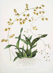 Oncidium wentwothinanum.
