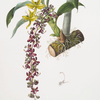 Cycnoches egertonianum.