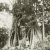 The base of a cotton tree