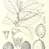 Coula edulis