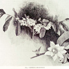 Barteria nigritiana