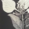 Mussænda isertiana