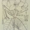 Strophanthus gratus